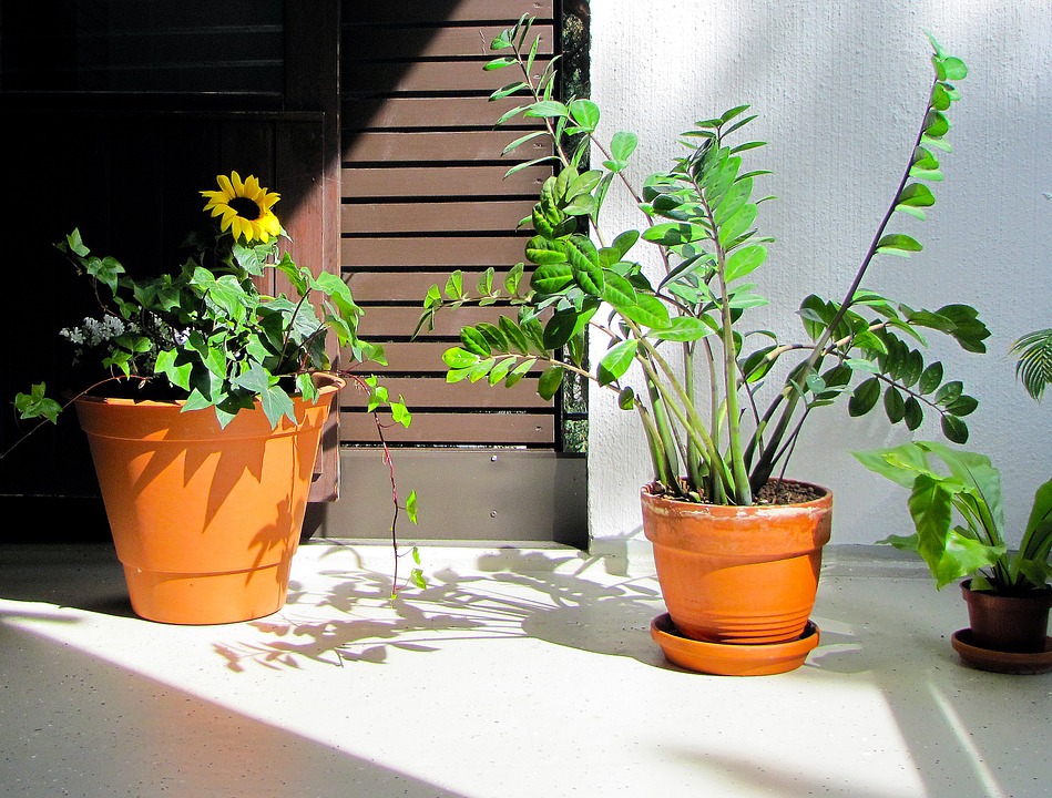 Que plantas escolher para locais com pouca luz e sombrios
