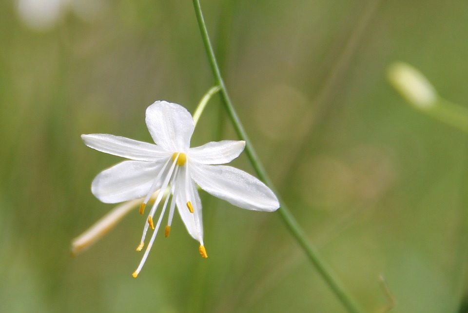 8-plantas-que-precisam-de-pouca-luz-casa.com-fragrant-grass-lily-282986_960_720