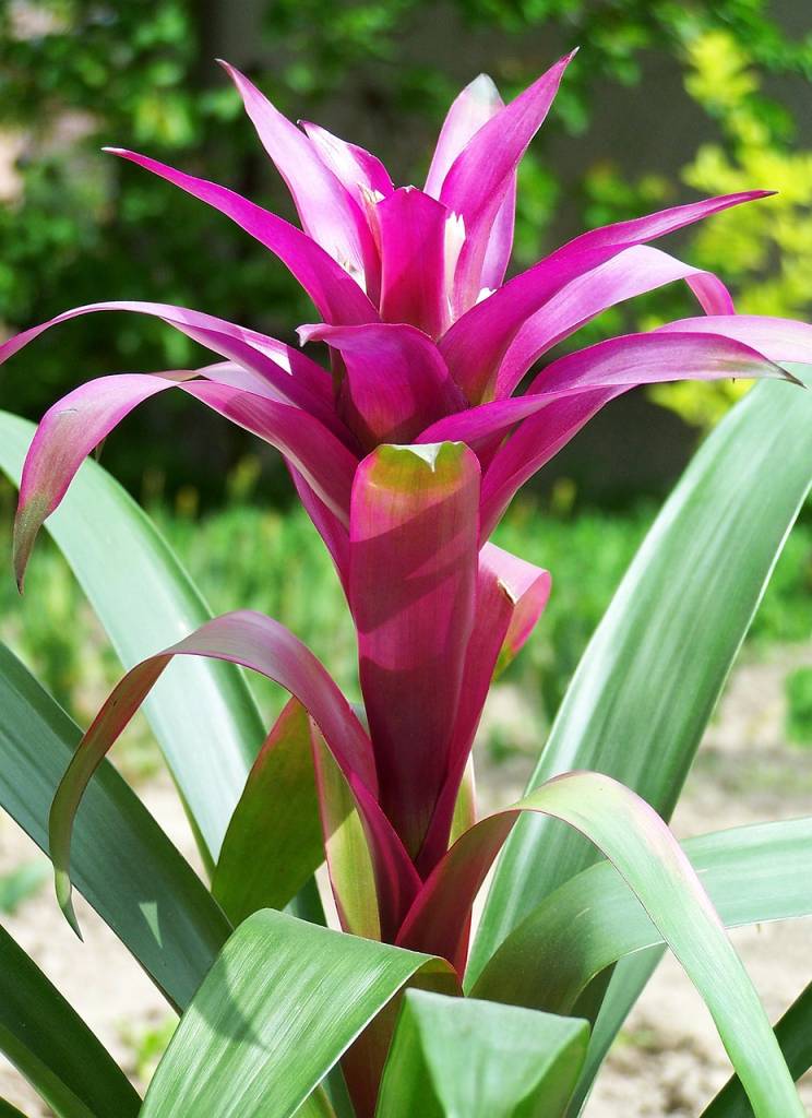 8-plantas-que-precisam-de-pouca-luz-casa.com-guzman-bromelia-5370720_1280