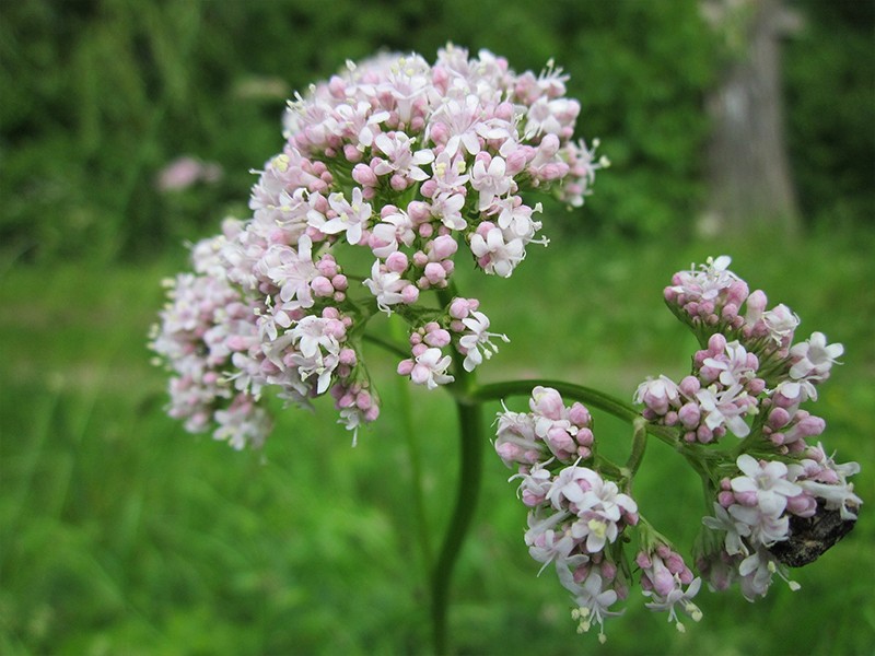 Flor rosa clara de valeriana