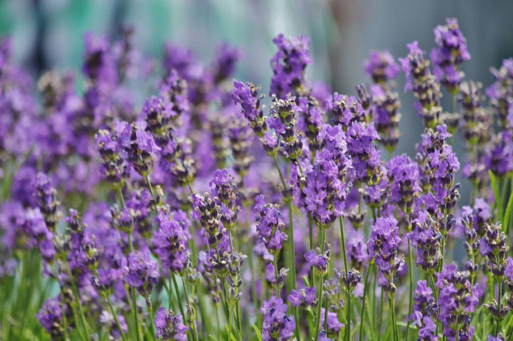 Flores de lavanda roxas