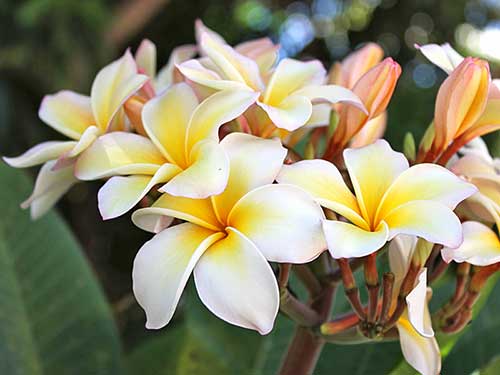 Flores de jasmim brancas com miolo amarelo