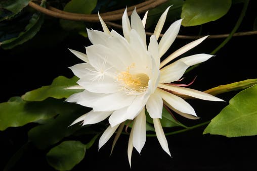 Poder holístico; plantas; Flor Dama da Noite em detalhe. Flor branca com duas corolas de pétalas sobrepostas.