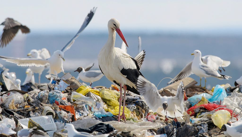 Como o lixo no mar causa prejuízos ambientais, econômicos e aos banhistas