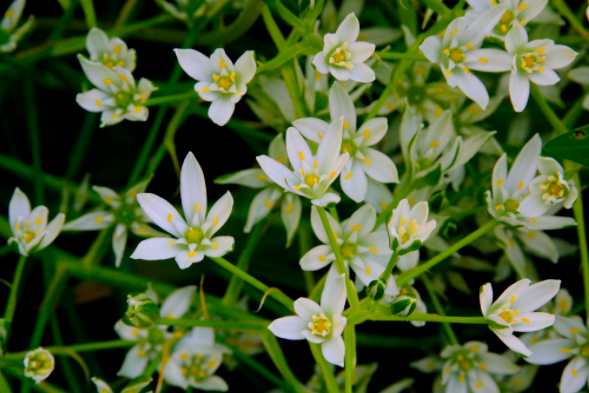 Ornithogalum visianicum