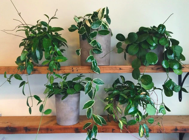 15 plantas ideais para decorar e trazer boas energias ao escritório
