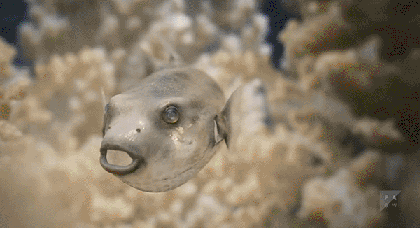 peixe baicu feito de plástico bolha se inflando