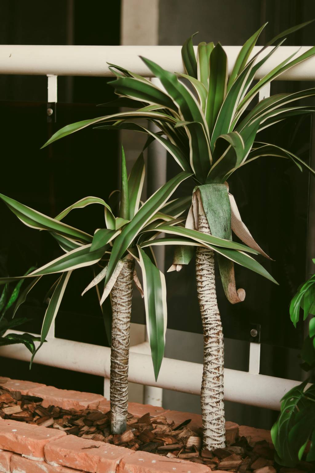 Planta dracena: saiba como cultivar