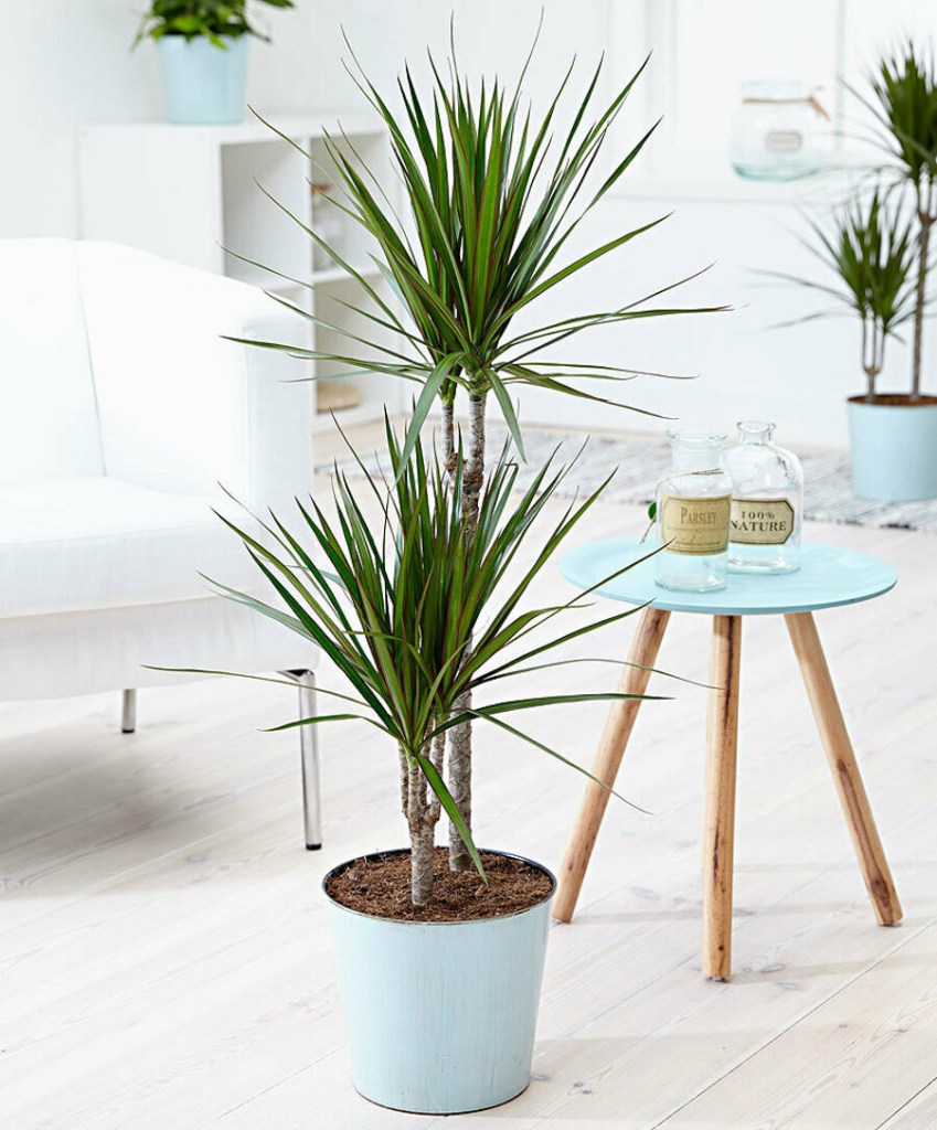 Vaso com dracena. Poltrona branca ao fundo e mesa pequena com tampo azul circular com garrafinhas de vidro.