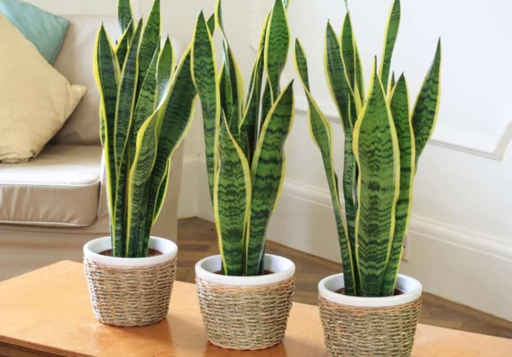 plantas-dificies-matar-06 Três vasos com cachepo de corda com espadas de são jorge