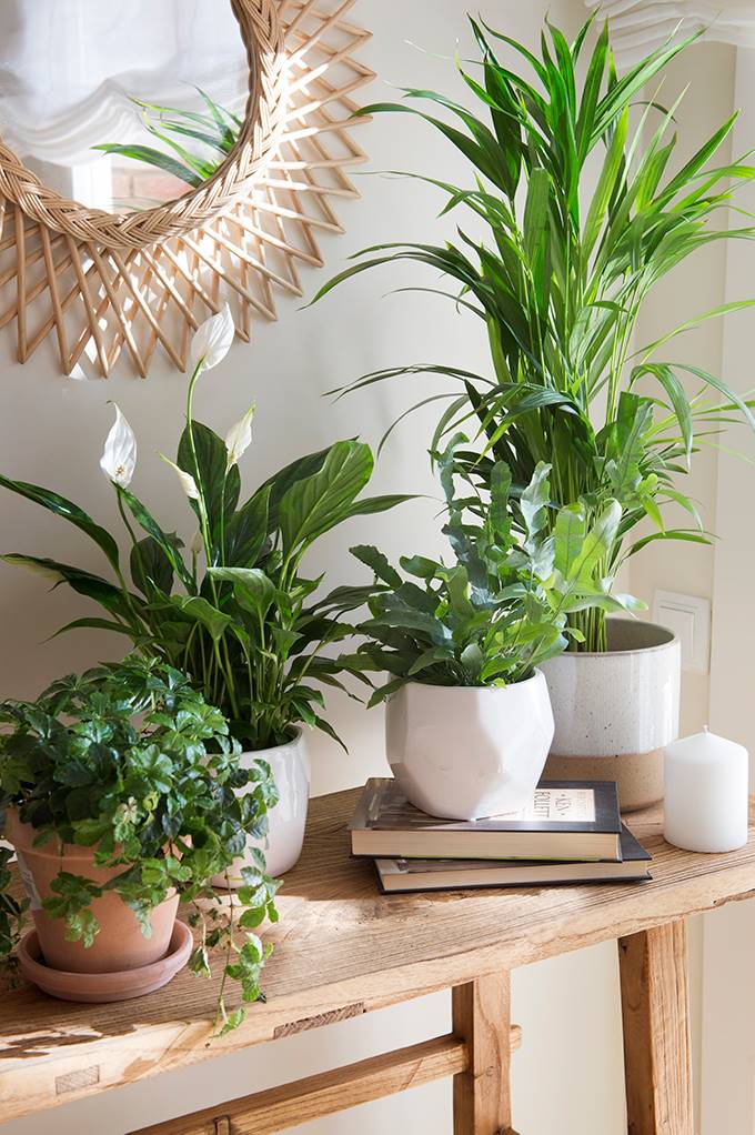 Feng Shui: como incluir plantas na sua casa seguindo a prática