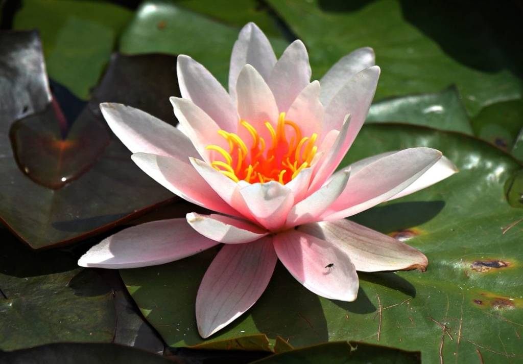 tipos-de-flores-para-decorar-seu-ambiente-casa.com-10-flor-de-lotus
