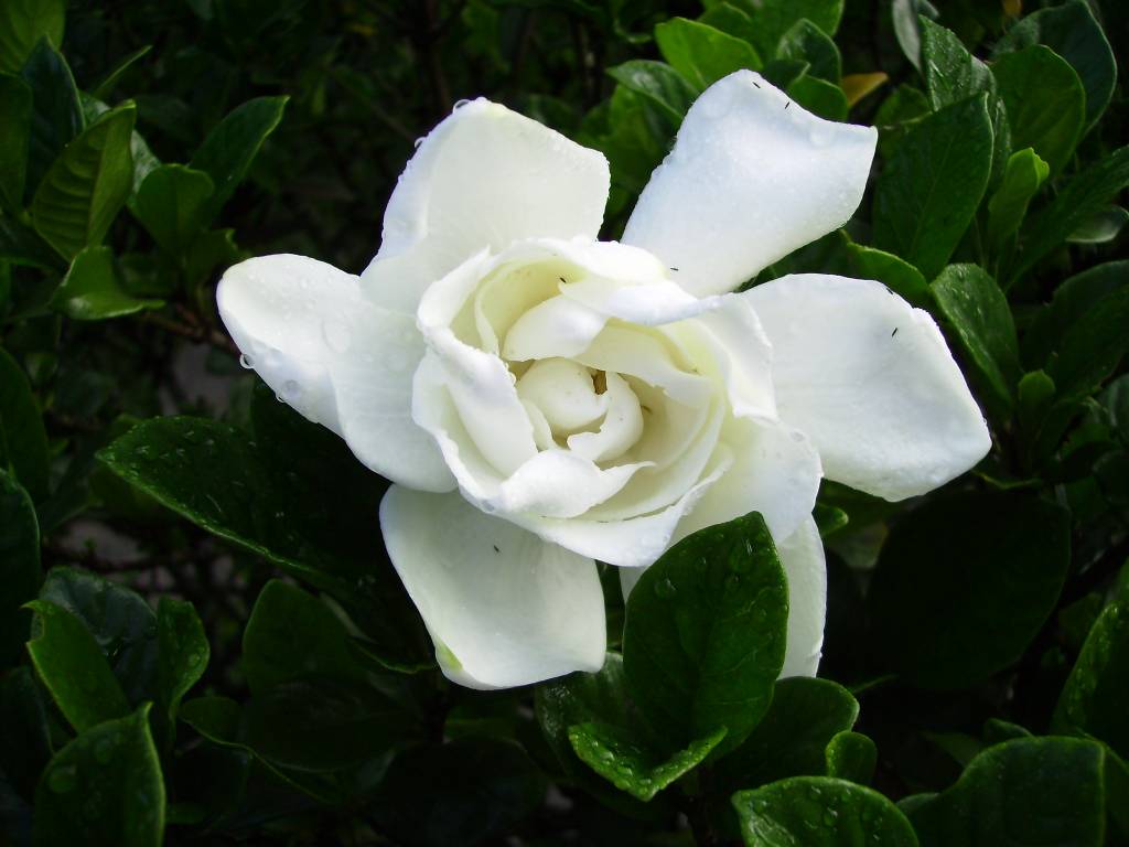 tipos-de-flores-para-decorar-seu-ambiente-casa.com-11-jasmim
