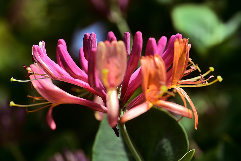 tipos-de-flores-para-decorar-seu-ambiente-casa.com-12-madressilva