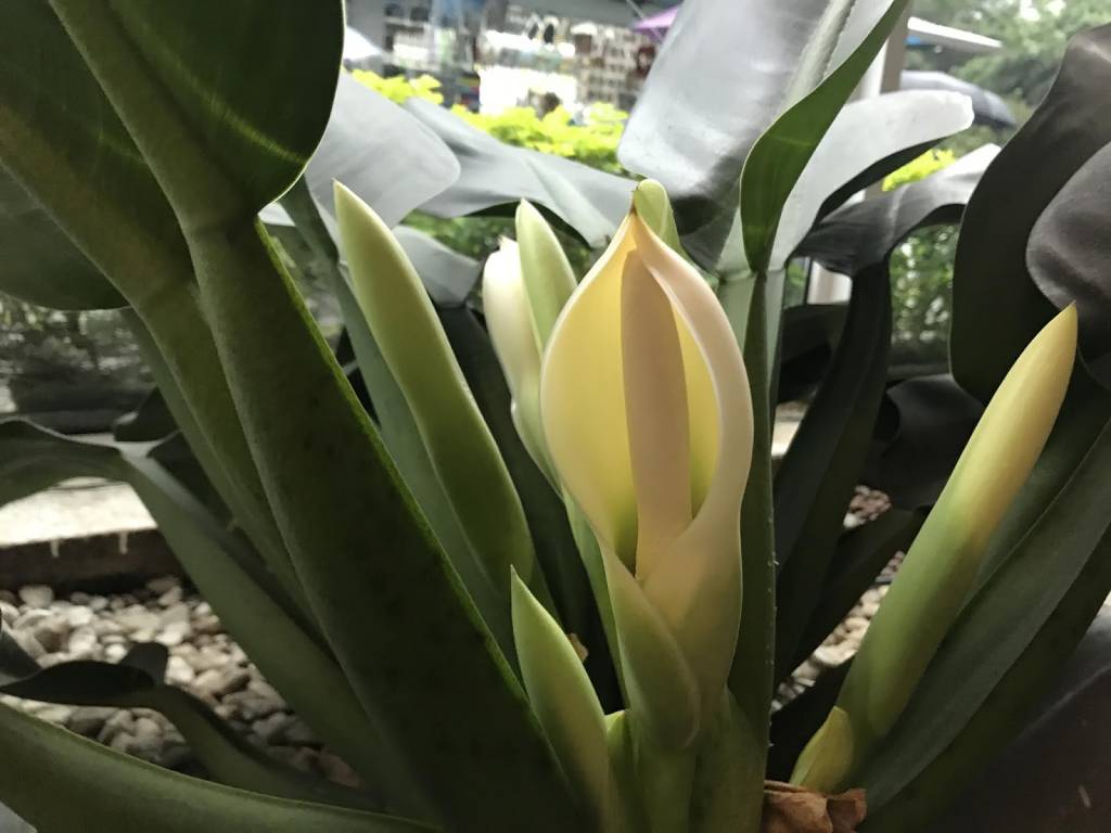 tipos-de-flores-para-decorar-seu-ambiente-casa.com-13-pacova
