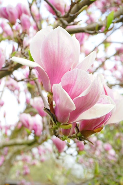 tipos-de-flores-para-decorar-seu-ambiente-casa.com-14-Magnolia