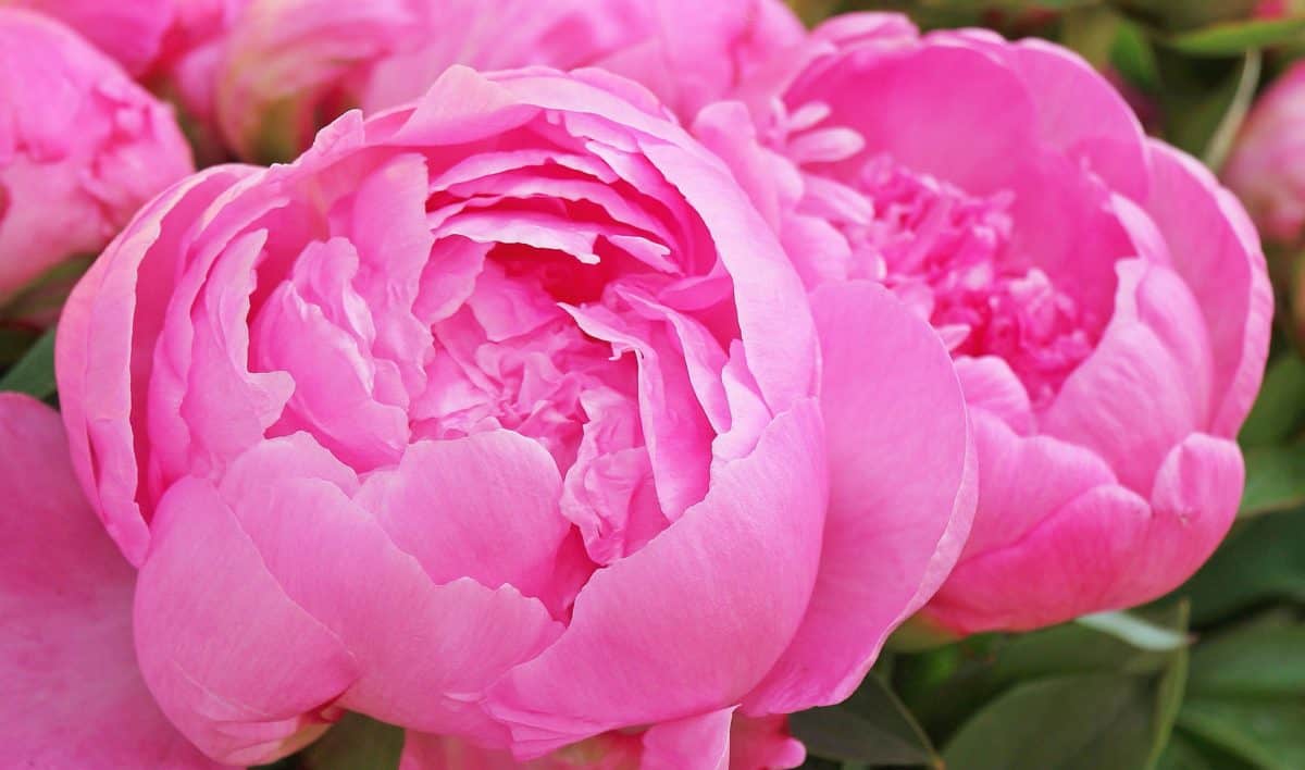 Tipos de Flores: 47 fotos para decorar o seu jardim e a sua casa!