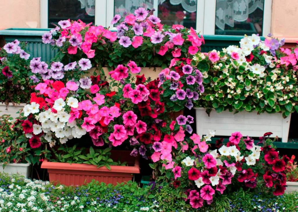 tipos-de-flores-para-decorar-seu-ambiente-casa.com-18-petunia