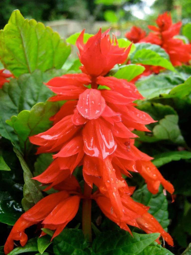 tipos-de-flores-para-decorar-seu-ambiente-casa.com-19-Salvia