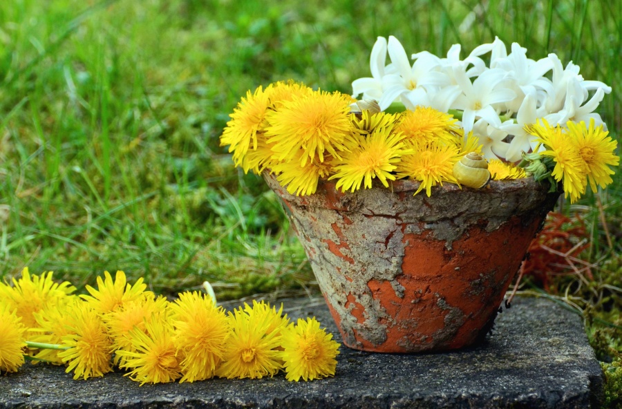 tipos-de-flores-para-decorar-seu-ambiente-casa.com-22-dente-de-leão