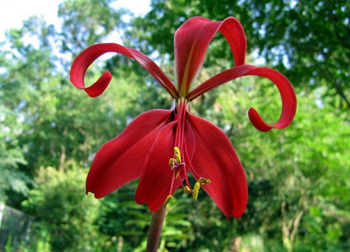 tipos-de-flores-para-decorar-seu-ambiente-casa.com-24-flor-de-lis