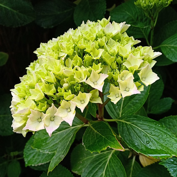 tipos-de-flores-para-decorar-seu-ambiente-casa.com-3-hortencia