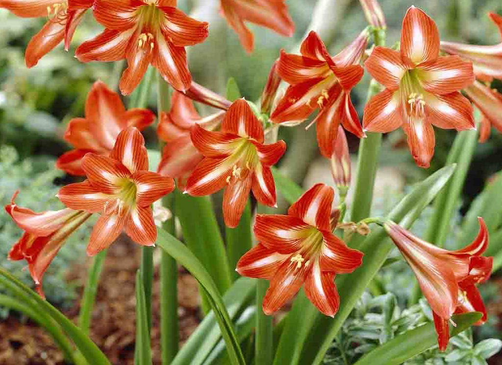 tipos-de-flores-para-decorar-seu-ambiente-casa.com-4-amarilis-açucena