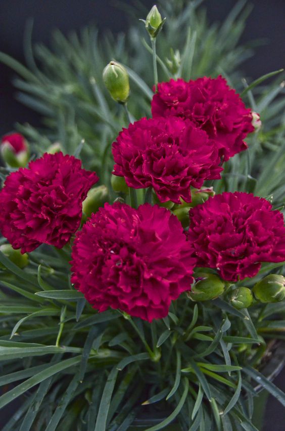 Flores de cravo.