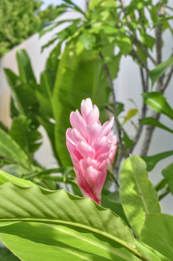 tipos-de-flores-para-decorar-seu-ambiente-casa.com-9-alpina