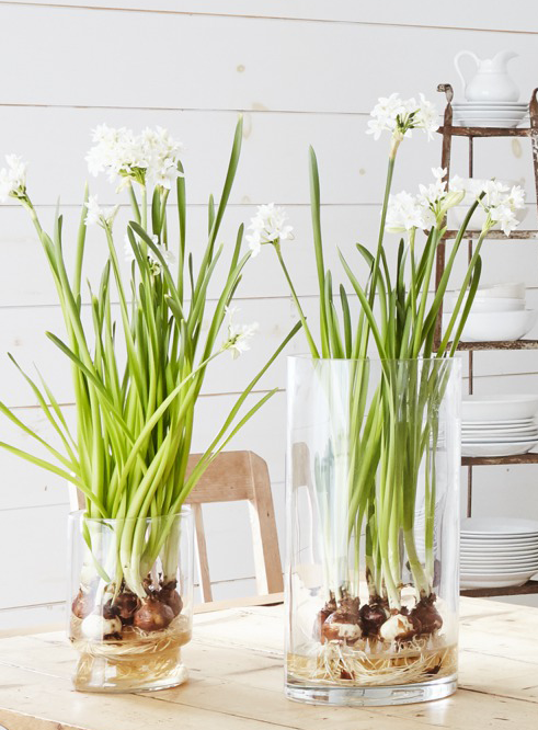 Um vaso de vidro de boca larga é a maneira perfeita de exibir flores com bulbos e raízes únicas e ventosas, como essas Narcissus papyraceus