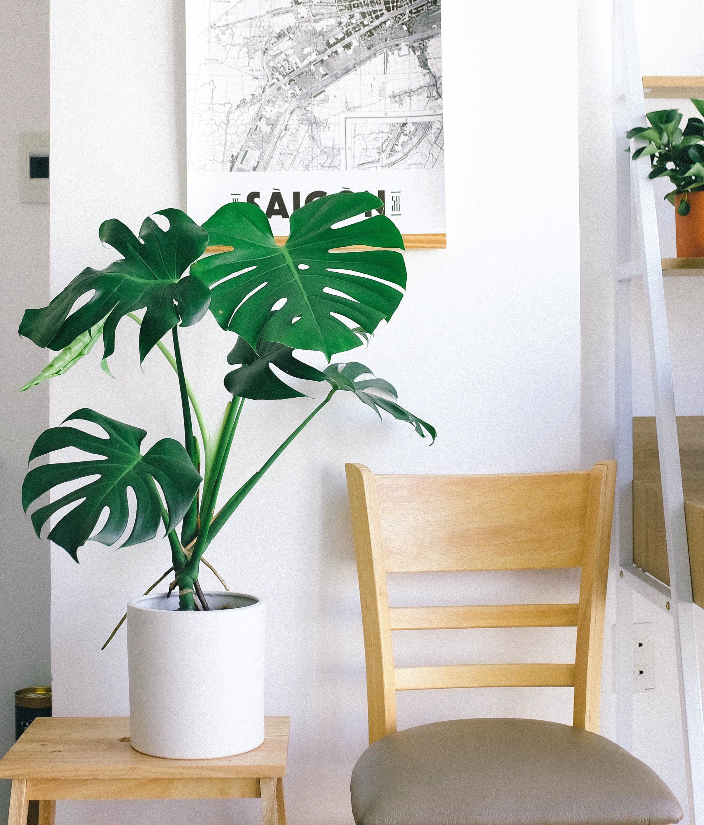 17 árvores e plantas tropicais que você pode ter dentro de casa