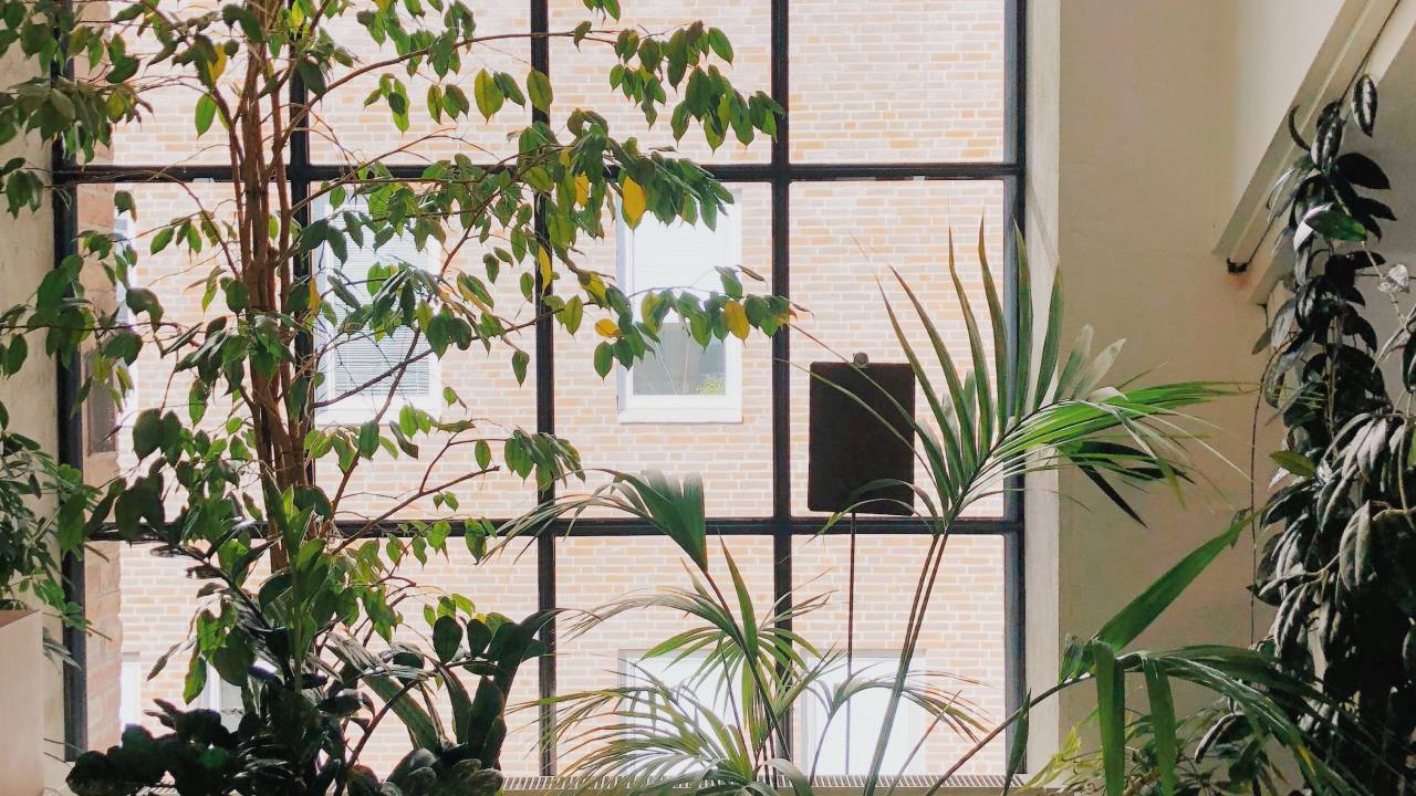 Plantas em frente à janelas