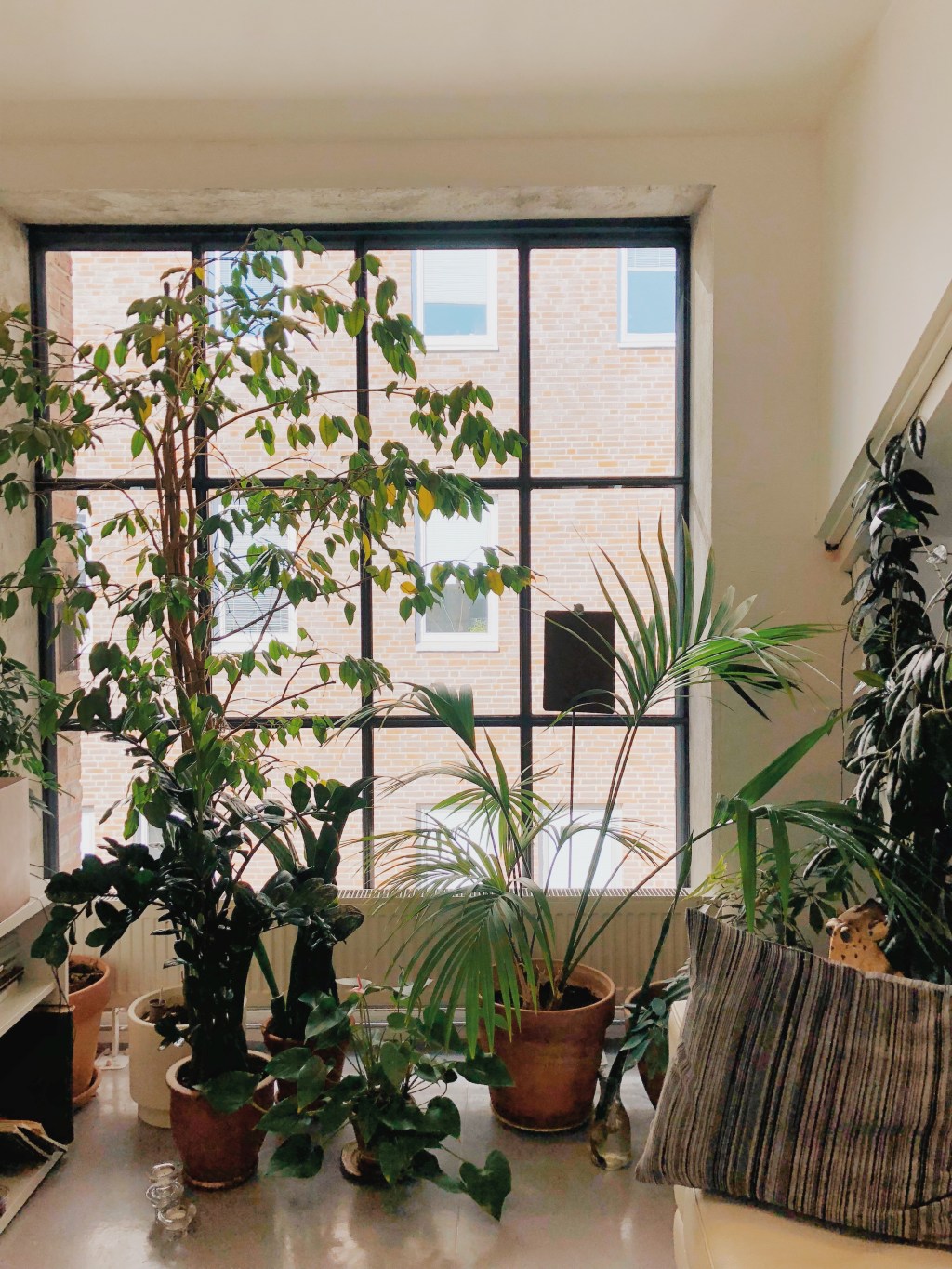 Plantas tropicais em frente à janela