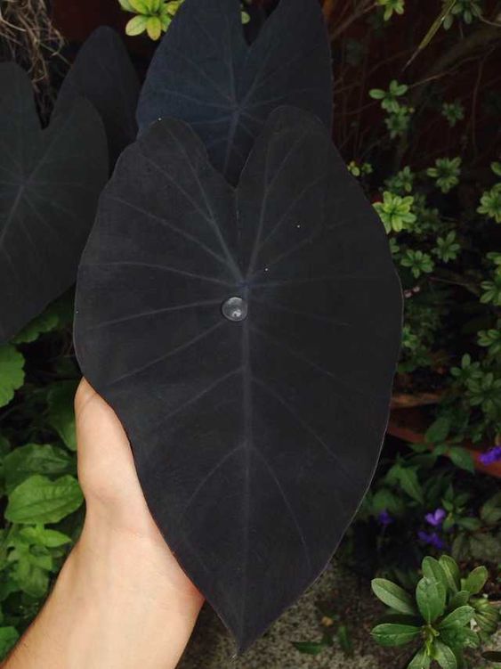 Alocasia com folhas pretas: Esta folhagem é gótica e nós estamos  apaixonadas! 