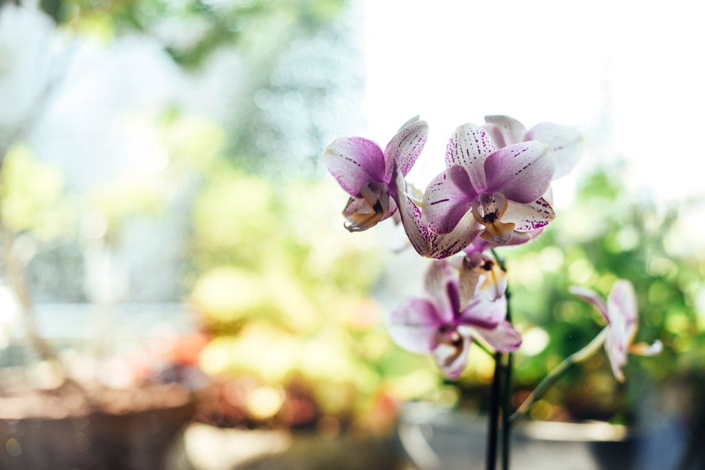 Como cuidar de orquídeas? Um guia com tudo que você precisa saber!