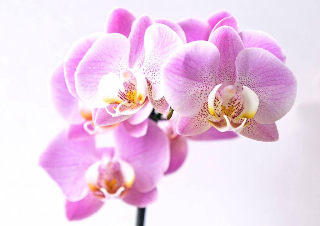 Como cuidar de orquídeas? Um guia com tudo que você precisa saber!