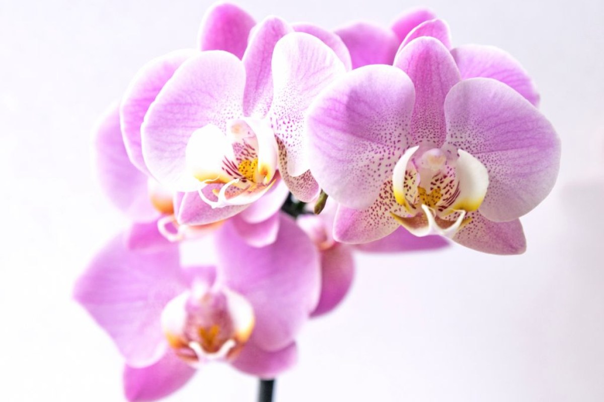 Como cuidar de orquídeas? Um guia com tudo que você precisa saber! |  CASA.COM.BR