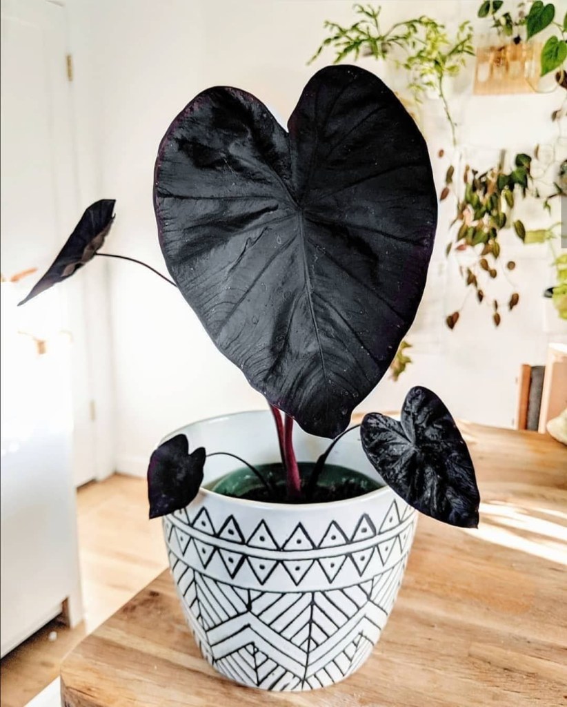 Alocasia com folhas pretas: Esta folhagem é gótica e nós estamos  apaixonadas! | CASA.COM.BR