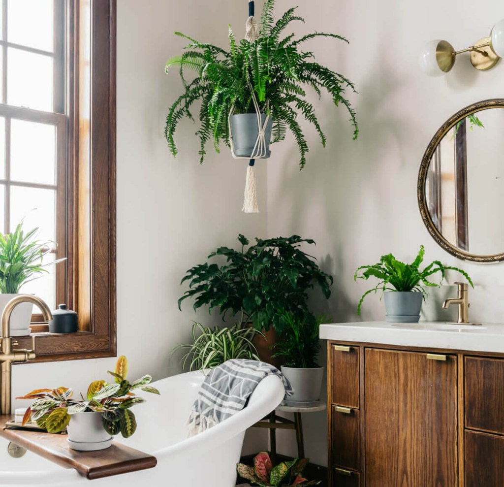 Plantas no banheiro: Plantas no banheiro? Veja como incluir o verde no  cômodo | CASA.COM.BR