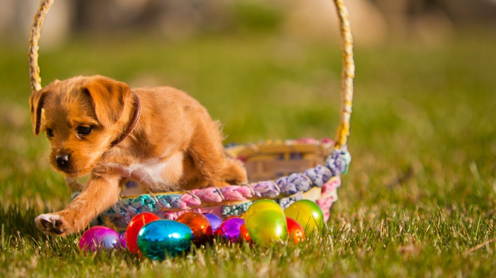Cãozinho em cesta trançada com ovos coloridos