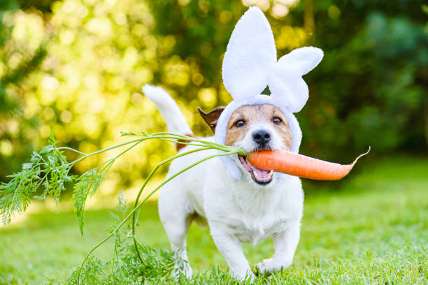 Cachorro vestido de coelho carregando cenoura