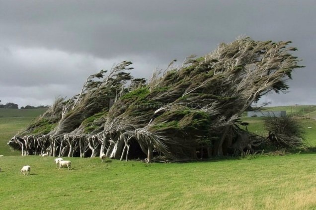 O vento da Antártida faz as árvores da Nova Zelândia terem um aspecto escultural.