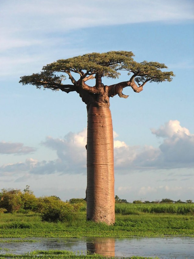 O Baobá é uma árvore que só existe em Madagascar. Infelizmente, nos últimos anos a espécie está ameaçada: 9 dos 13 exemplares mais velhos (entre 1100 e 2500 anos) morreram.