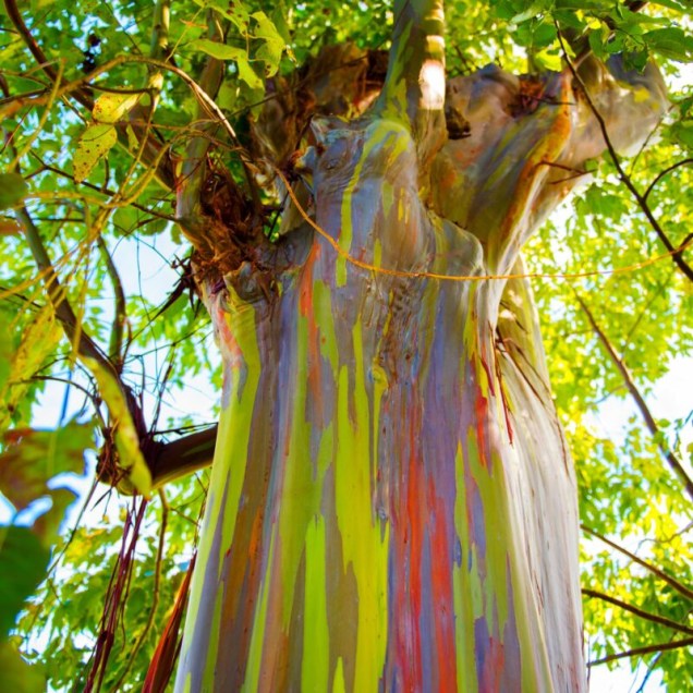 As cores dos Eucaliptos de Kauai, Hawaii, parecem um arco-íris. Elas surgem quando o tronco descasca em momentos diferentes do ano.