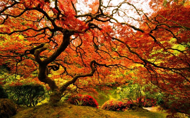 Esta deslumbrante árvore de bordo japonês fica em Oregon, Estados Unidos.