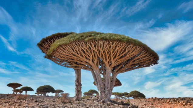 A árvore Sangue de Dragão é nativa do Yemen e recebe o seu nome por causa de sua seiva vermelha.