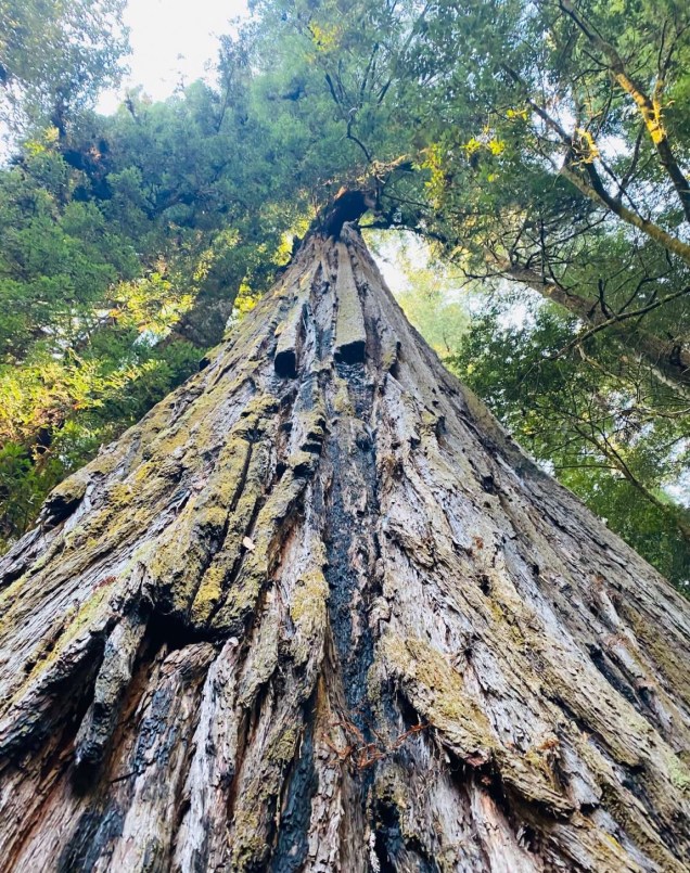 Hyperion, é a sequóia de 116.07 m de altura e 600 anos do Parque Nacional Redwood na Califórnia que foi colocada pelo Guiness como a maior do mundo.