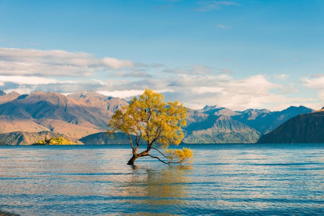 A solitária árvore dentro do Lago Wanaka, na Nova Zelândia transmite esperança.