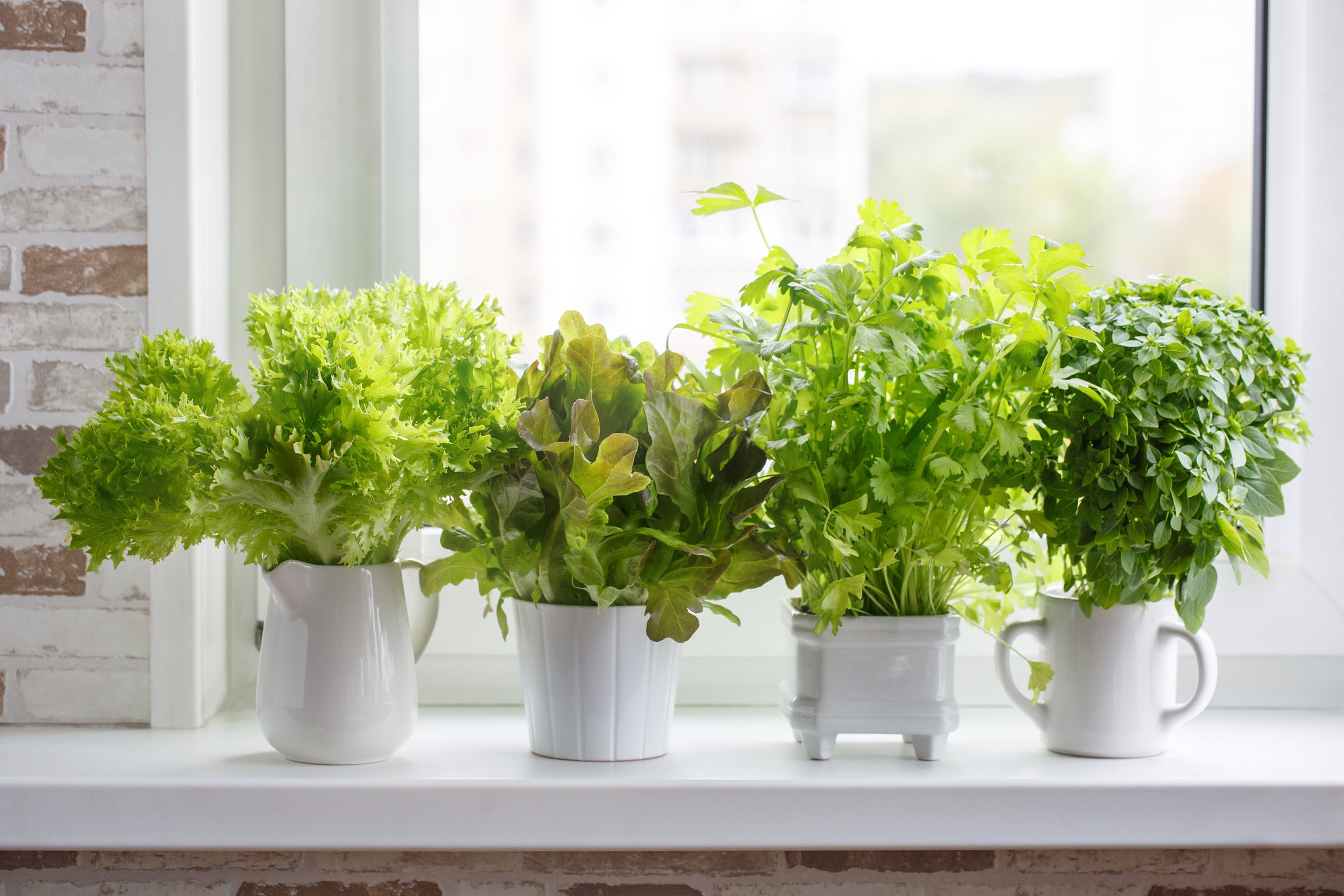10 plantas que vão amar viver na sua cozinha