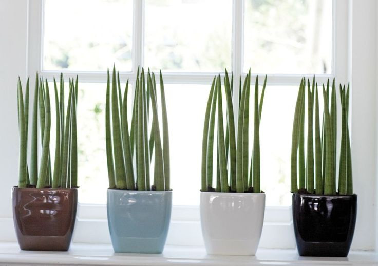 10 plantas que vão amar viver na sua cozinha